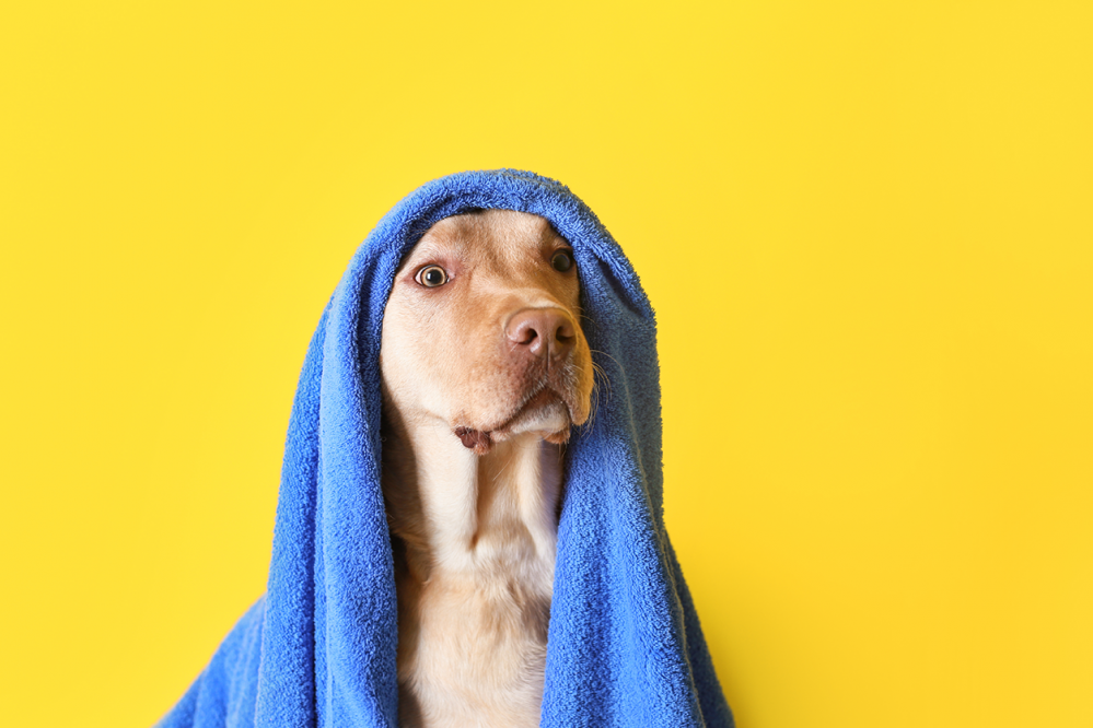 AdobeStock_241528222.png