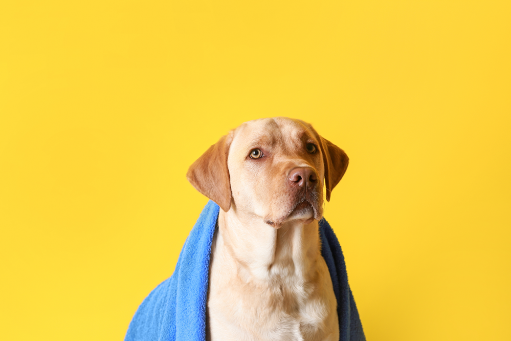 AdobeStock_240837305.png
